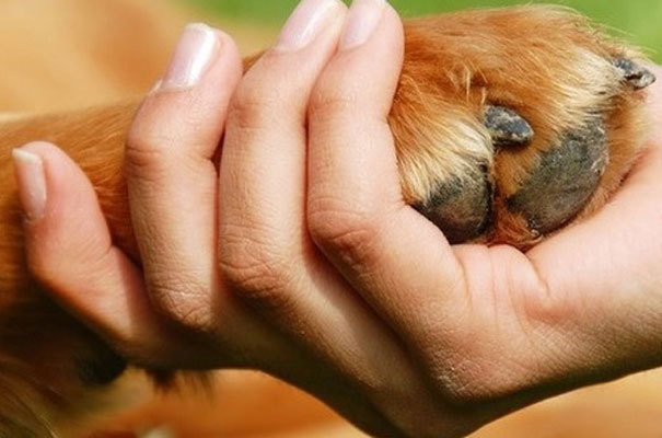 pet-therapy-2